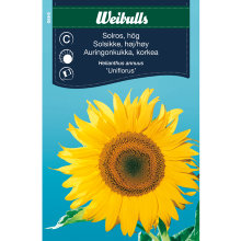 Frö Solros ‘Uniflorus’ Weibulls